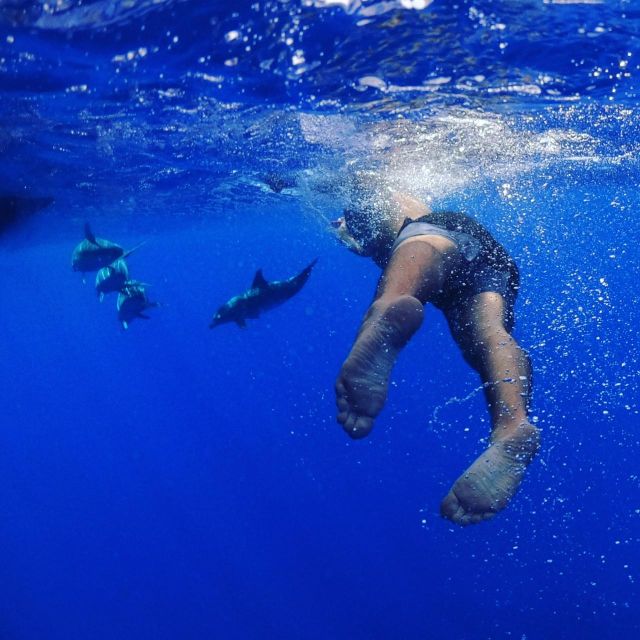 From Funchal: Whale and Dolphin Watching - What the marine biologist adds