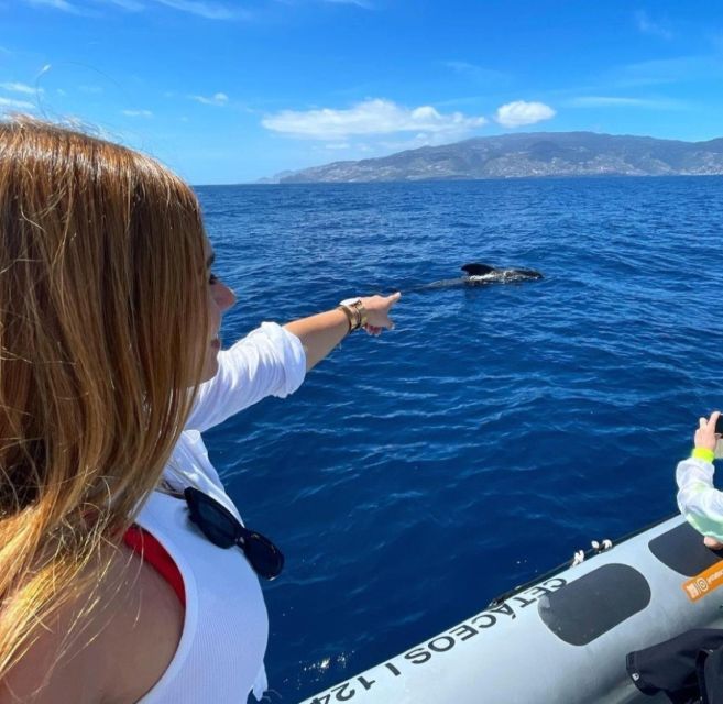 From Funchal: Whale and Dolphin Watching - Encounters with pilot whales, dolphins, and sperm whales