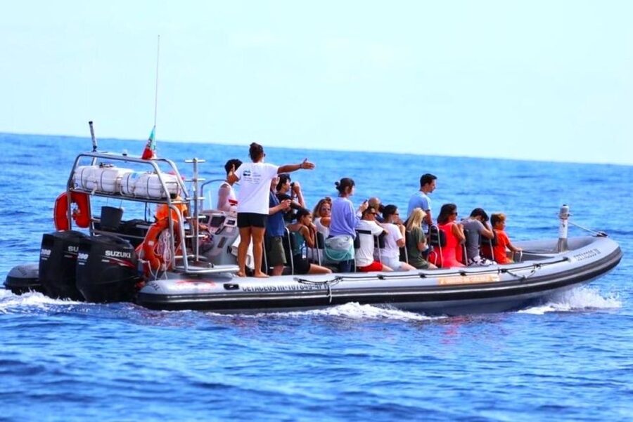 From Funchal: Whale and Dolphin Watching - The boat ride is part of the attraction