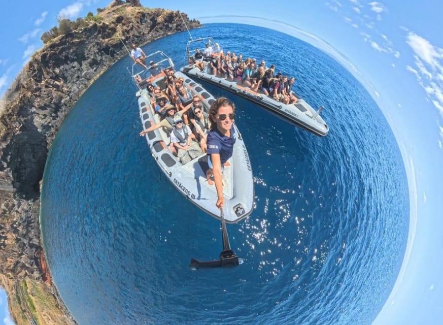 From Funchal: Whale and Dolphin Watching - Swimming is possible, but not guaranteed