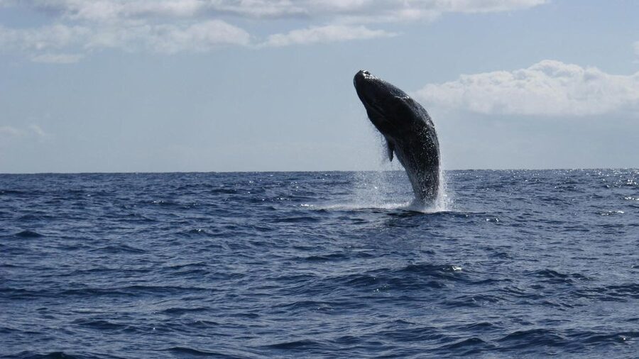 From Funchal: Whale and Dolphin Watching - Who will enjoy this Madeira boat trip?
