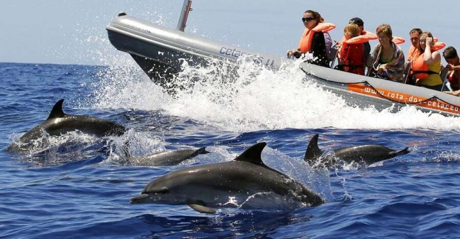From Funchal: Whale and Dolphin Watching - Searching the Atlantic with spotters on shore