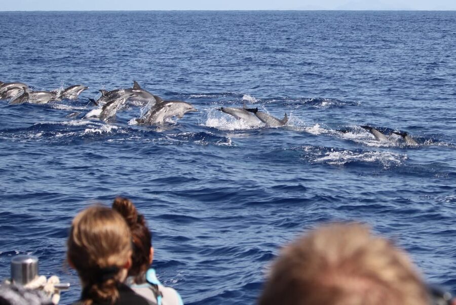From Funchal: Whales and Dolphin Adventure Tour - Guides who add meaning to the sightings