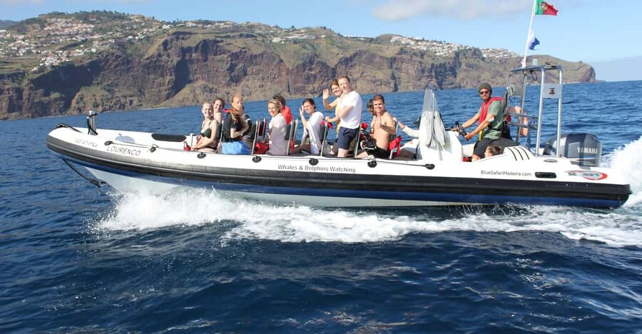 From Funchal: Whales and Dolphin Adventure Tour - Searching the Atlantic for dolphins and whales