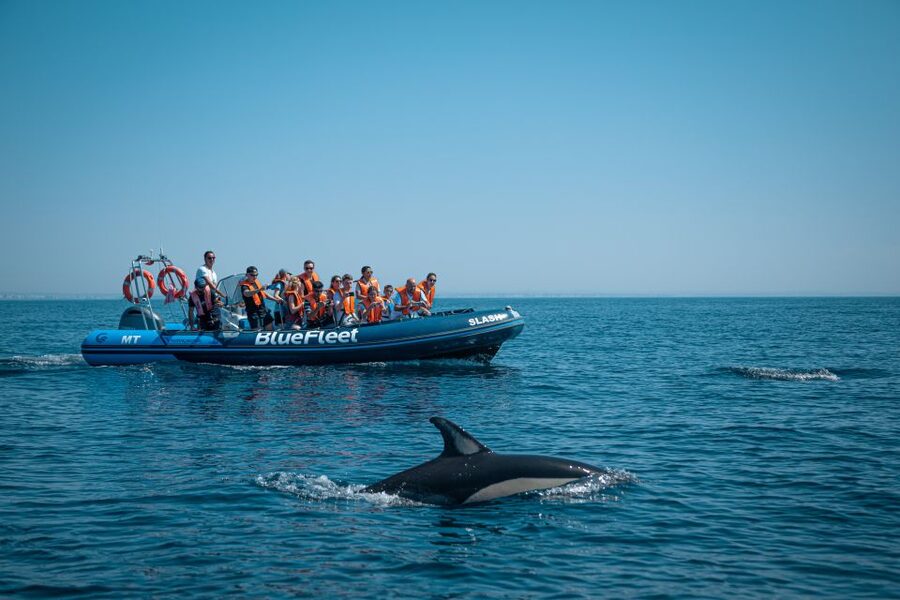 From Lagos: Dolphin Watching Boat Trip w/Marine Biologists - Key points before you book