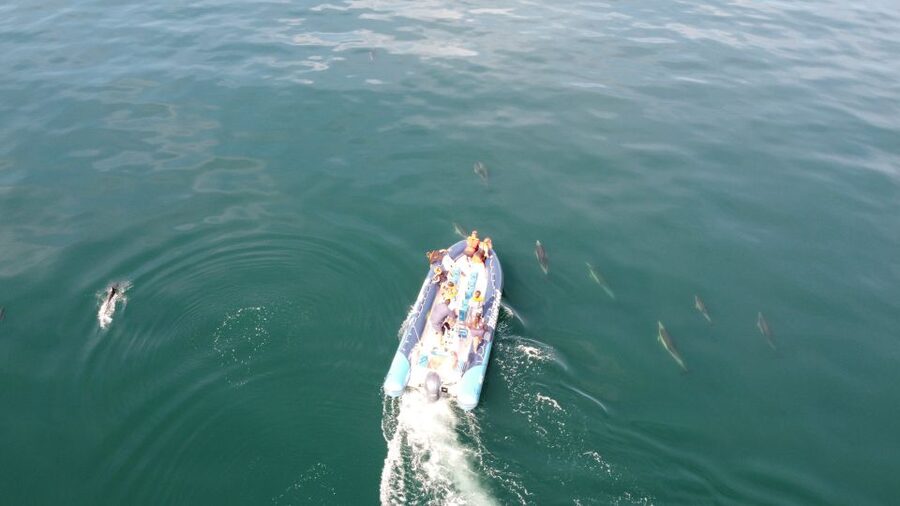 From Lagos: Dolphin Watching Boat Trip w/Marine Biologists - How to dress and where to sit
