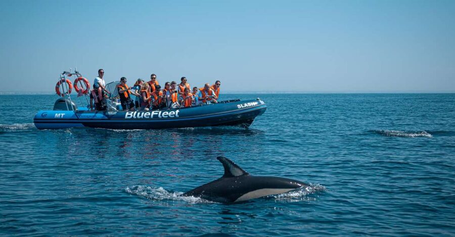 From Lagos: Dolphin Watching Boat Trip w/Marine Biologists - Setting out from Lagos Marina