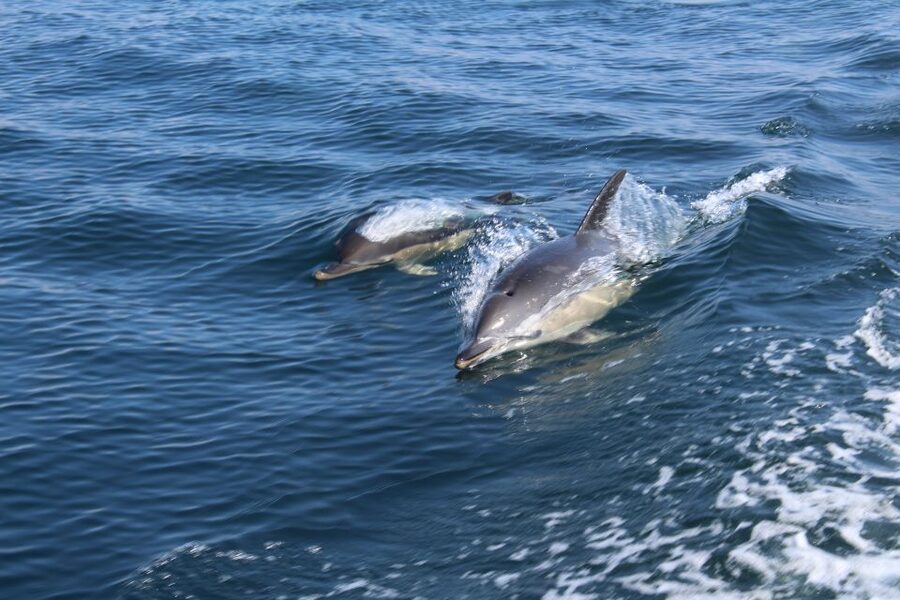 From Lagos: Dolphin Watching Boat Trip w/Marine Biologists - The search for wild dolphins