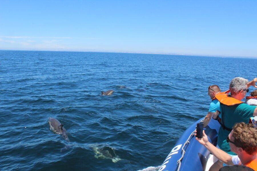 From Lagos: Dolphin Watching Boat Trip w/Marine Biologists - More than dolphins on the water