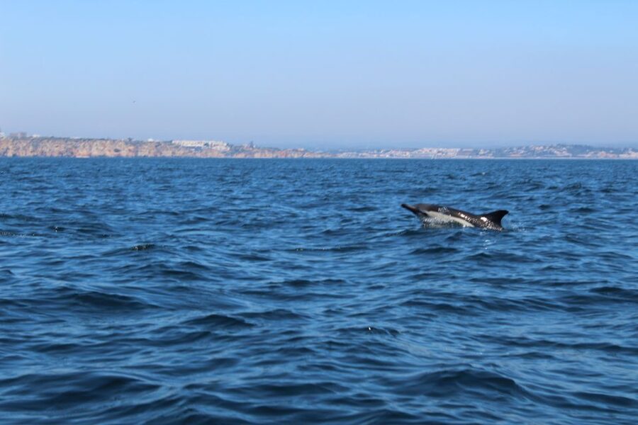 From Lagos: Dolphin Watching Boat Trip w/Marine Biologists - A possible coastal bonus on the return