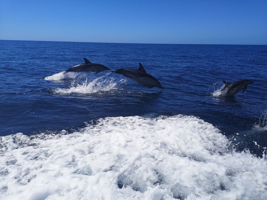 From Lagos: Dolphin Watching Boat Trip w/Marine Biologists - What the 1.5-hour length really means