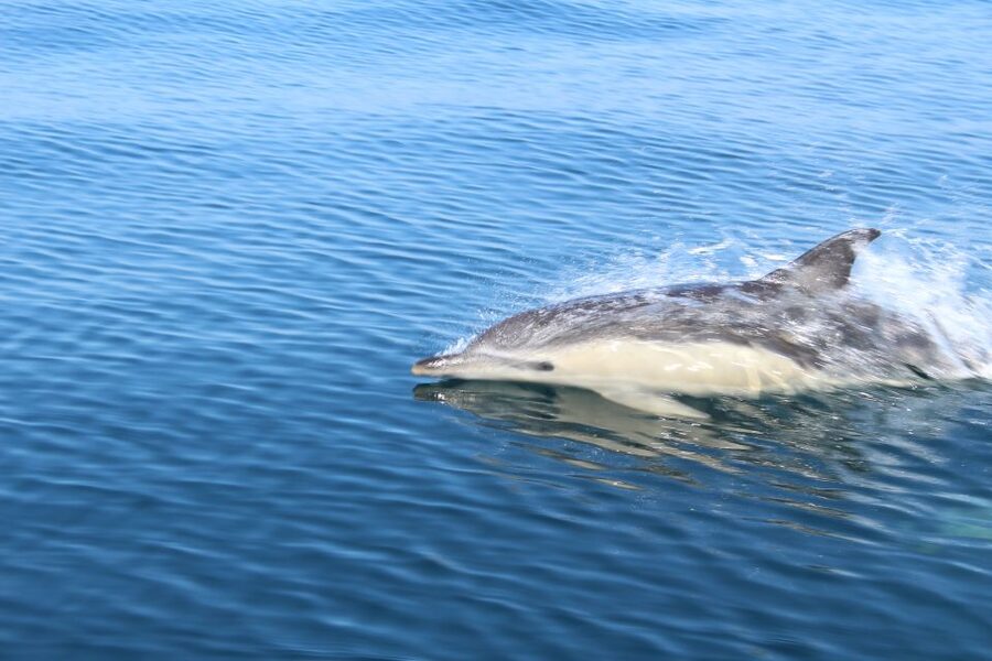 From Lagos: Dolphin Watching Boat Trip w/Marine Biologists - Is $42 a fair price?