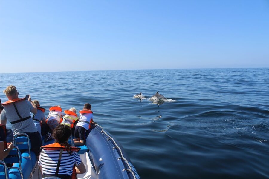 From Lagos: Dolphin Watching Boat Trip w/Marine Biologists - Why the RIB matters for dolphin watching