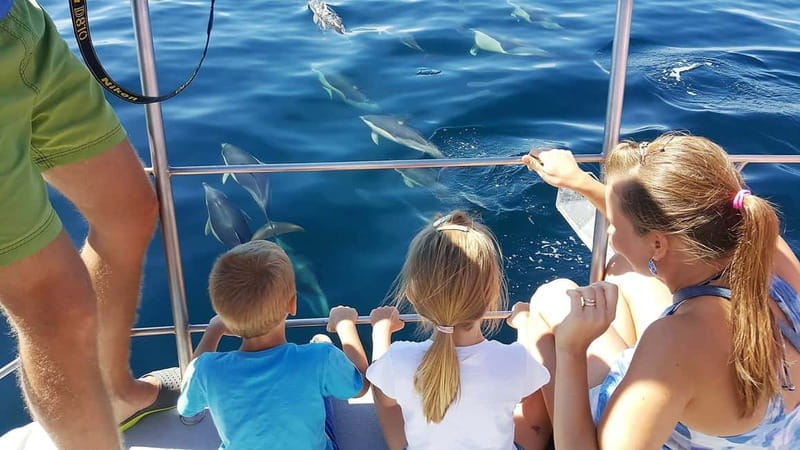 From Lagos: Dolphin Watching Catamaran Cruise - Watching from a stable catamaran