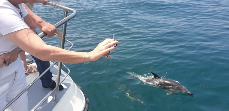 From Lagos: Dolphin Watching Catamaran Cruise - What the 1.5-hour schedule really gives you
