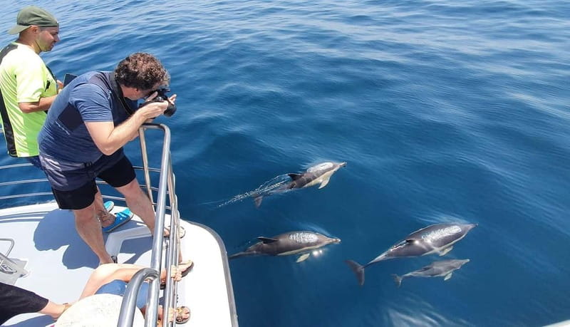 From Lagos: Dolphin Watching Catamaran Cruise - Is $38 good value?