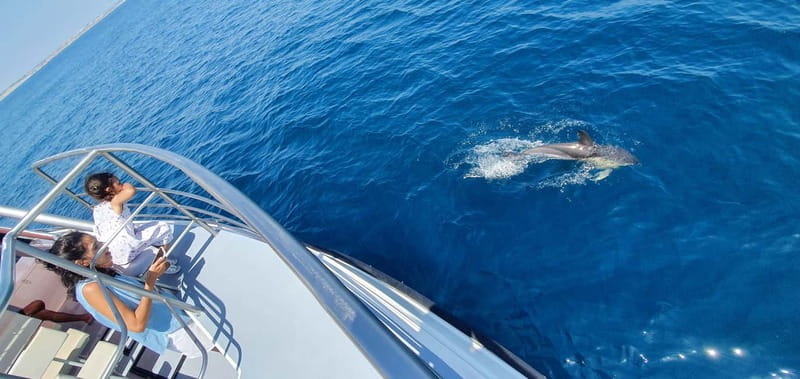 From Lagos: Dolphin Watching Catamaran Cruise - Who will enjoy this cruise most?