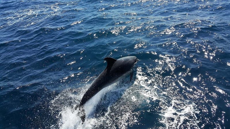 From Lagos: Dolphin Watching Catamaran Cruise - Searching for dolphins in open water