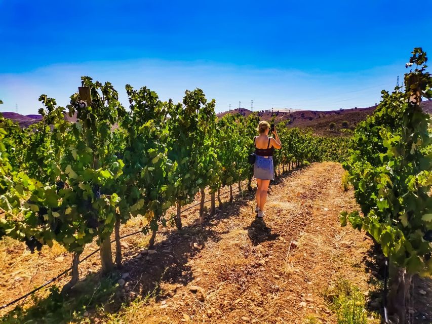 From Lagos: Small-Group 4-Hour Wine Tasting Tour - Practical value at $76 per person
