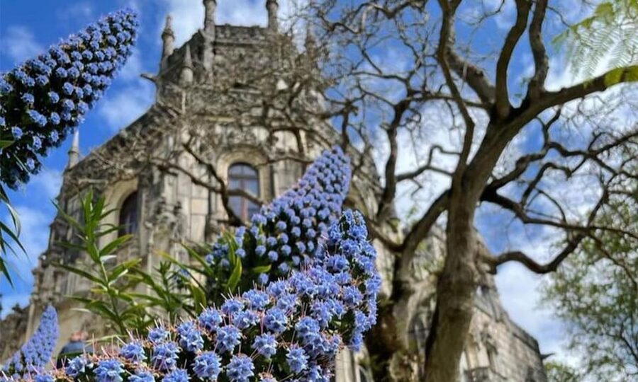From Lisbon: Sintra, Pena Palace and Regaleira Day Trip - Who should book this experience