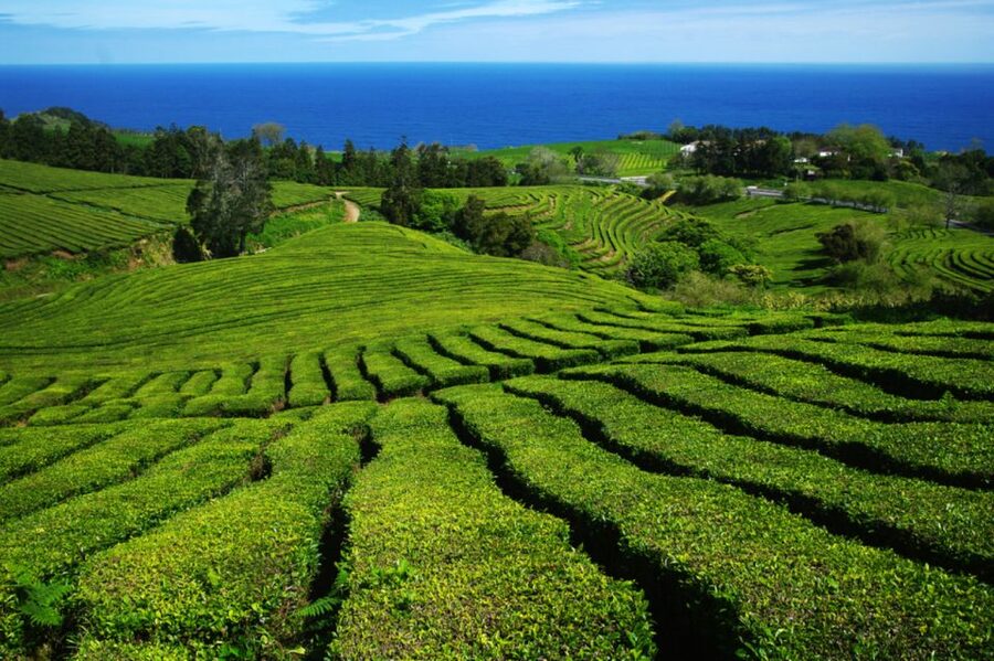 From Ponta Delgada: Lagoa do Fogo & Hot Springs Day Trip - Lunch in Ribeira Grande