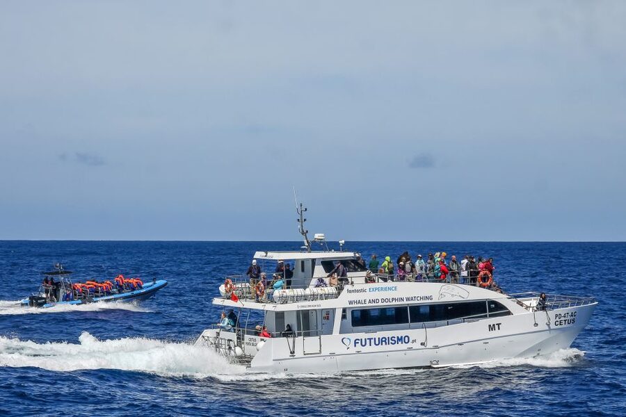 From Ponta Delgada: Whale and Dolphin Watching Trip - Key points for choosing this Azores boat trip
