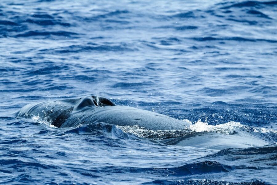 From Ponta Delgada: Whale and Dolphin Watching Trip - Should you book it?