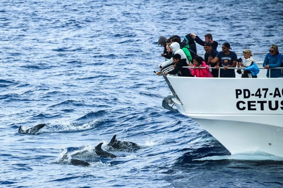 From Ponta Delgada: Whale and Dolphin Watching Trip - Why Ponta Delgada is a fine place to watch whales