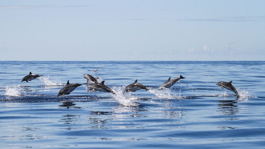 From Ponta Delgada: Whale and Dolphin Watching Trip - Catamaran or Zodiac: pick the boat that fits you