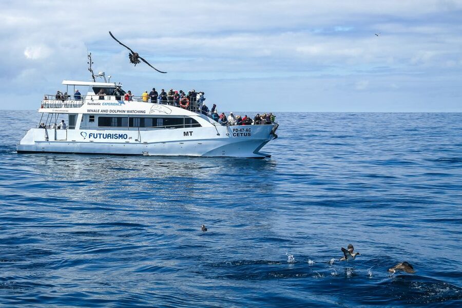 From Ponta Delgada: Whale and Dolphin Watching Trip - What the 2 hours and 45 minutes at sea are like