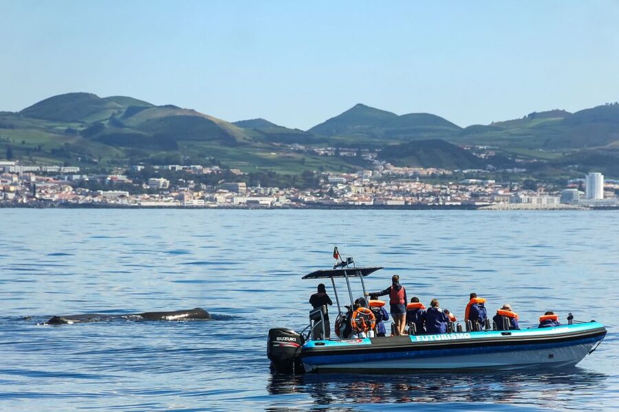 From Ponta Delgada: Whale and Dolphin Watching Trip - The guide adds meaning to every sighting