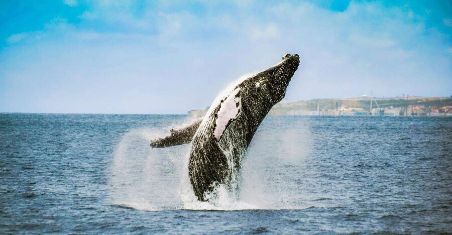 From Ponta Delgada: Whale and Dolphin Watching Trip - Sea sickness, comfort, and the practical trade-offs