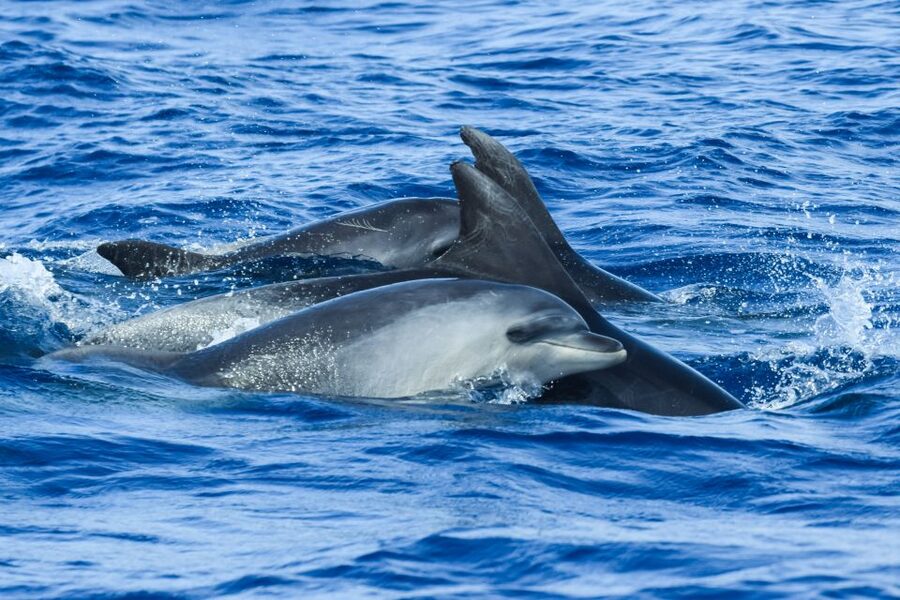 From Ponta Delgada: Whale and Dolphin Watching Trip - Is $82 a fair price for three hours?
