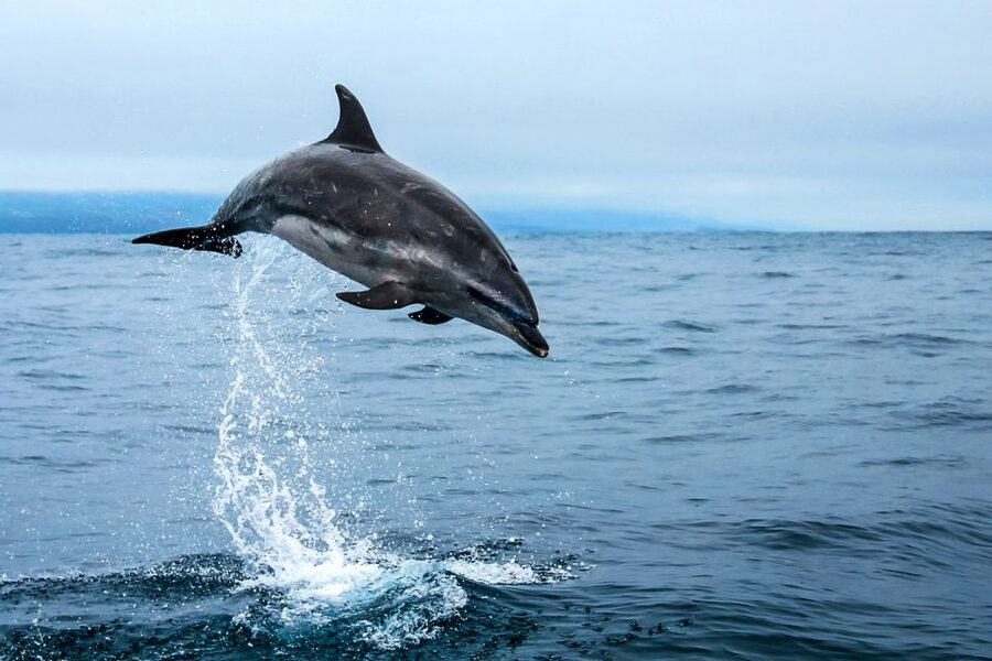 From Ponta Delgada: Whale and Dolphin Watching Trip - Who should book this Ponta Delgada outing?