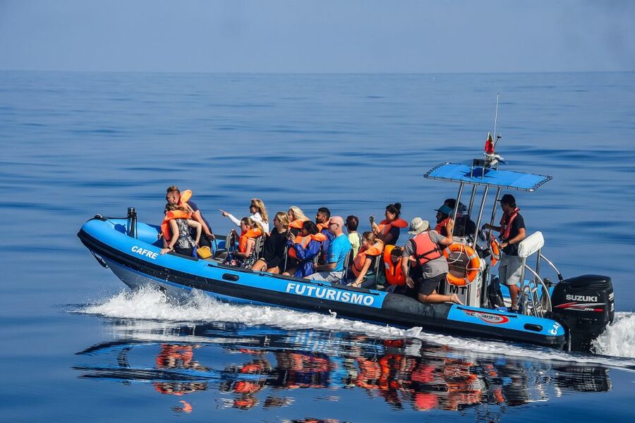 From Ponta Delgada: Whale and Dolphin Watching Trip - Starting at Portas do Mar in Ponta Delgada
