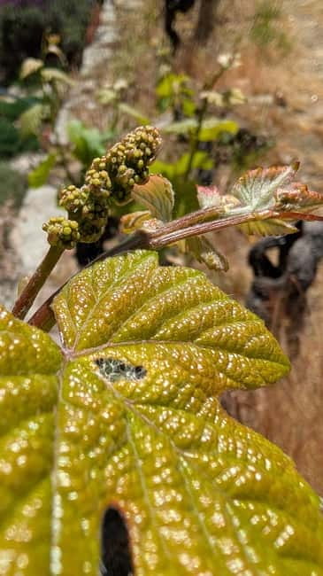 From Porto: 2 Wine Regions, Farm-to-Table Lunch & Boat - Why this Porto wine day is different