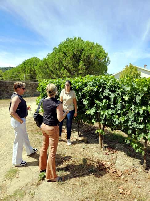 From Porto: Douro Valley 3 Vineyards Tour with Lunch - Your first taste of Douro wine