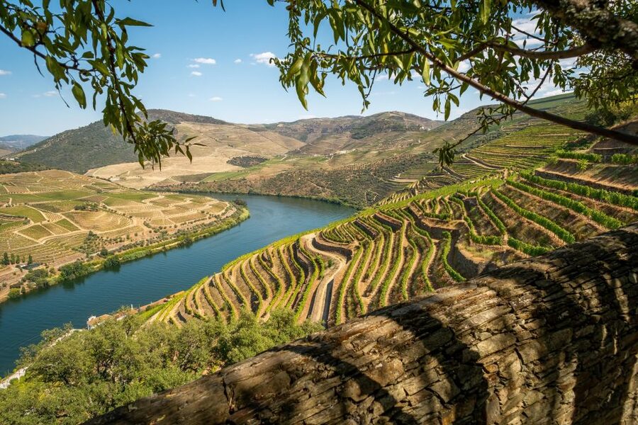 From Porto: Douro Valley Tour with Tastings, Boat & Lunch - Second winery: the Port lesson