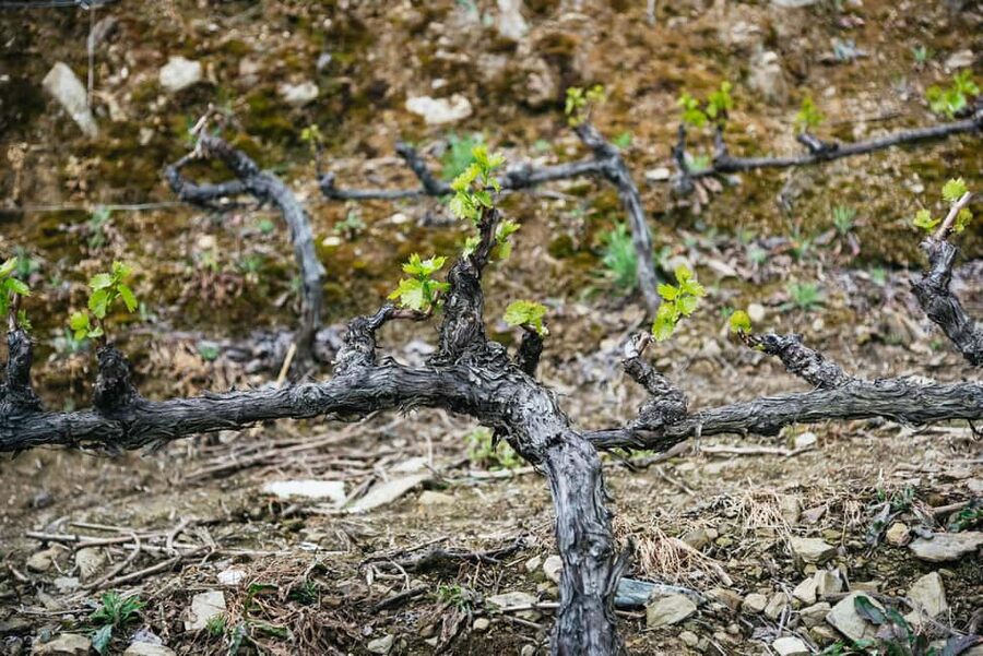 From Porto: Douro Valley Wine Tour with Lunch and Cruise - Three-course lunch at a wine estate