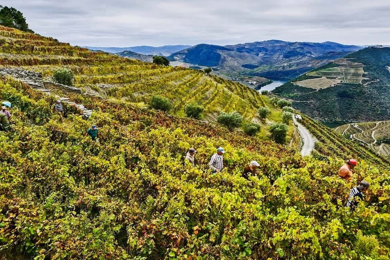 From Porto: Douro Valley with Wineries, Lunch and Boat Trip - Timing, comfort, and practical drawbacks