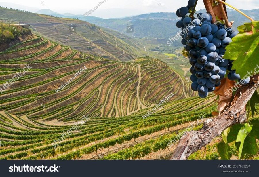 From Porto: Full-Day Douro Historical Tour - Who should book this experience?