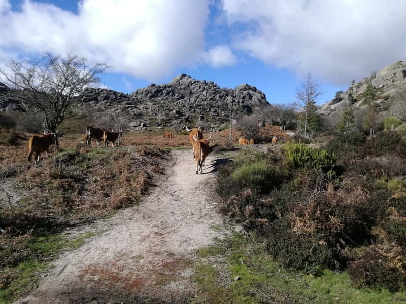 From Porto: Hike, Swim or just Explore Gerês National Park - Choose the right version before booking