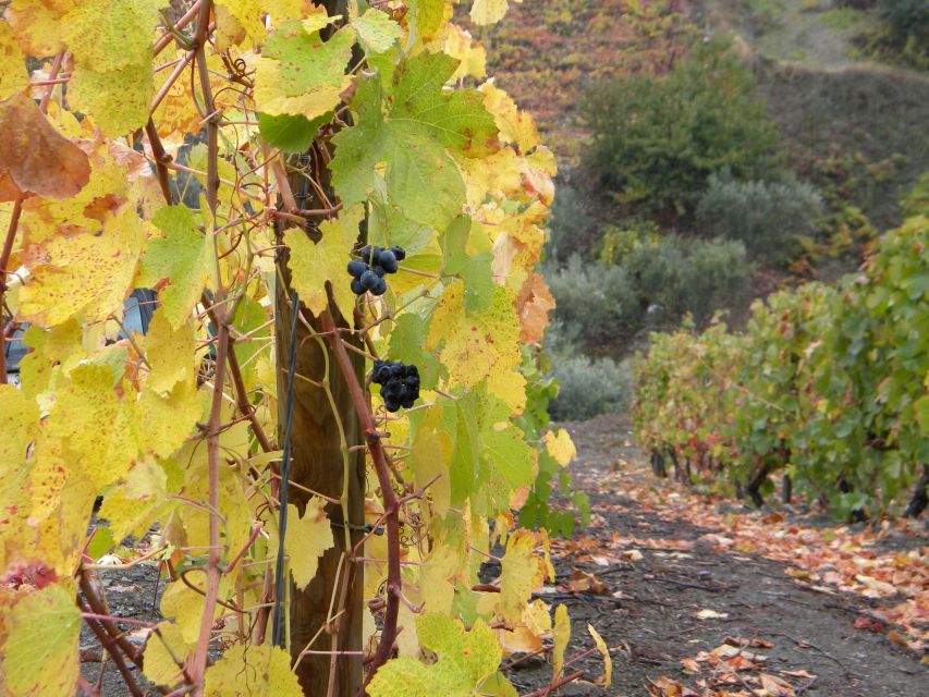 From Porto: Private Douro Valley Tour with Booking Service - Régua, lunch, and the practical value of local advice