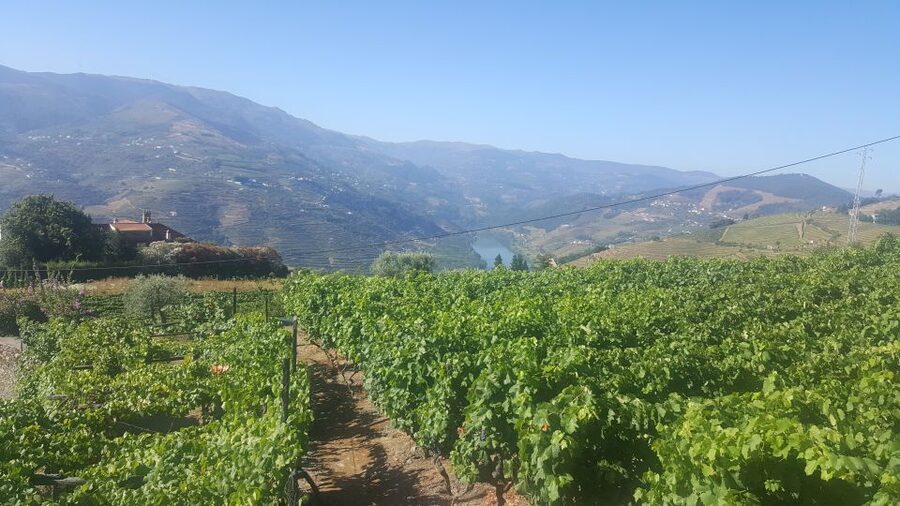 From Porto: Private Douro Valley Tour with Booking Service - Timing, cost, and what you actually pay for