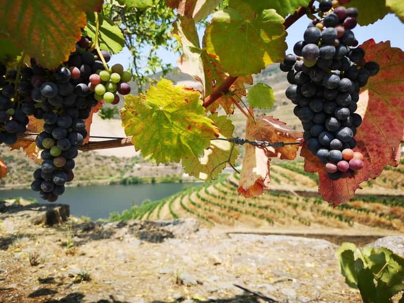 From Porto: Tastings at 2 Wineries, Chef's Lunch & Boat Tour - Lunch at the family wine estate