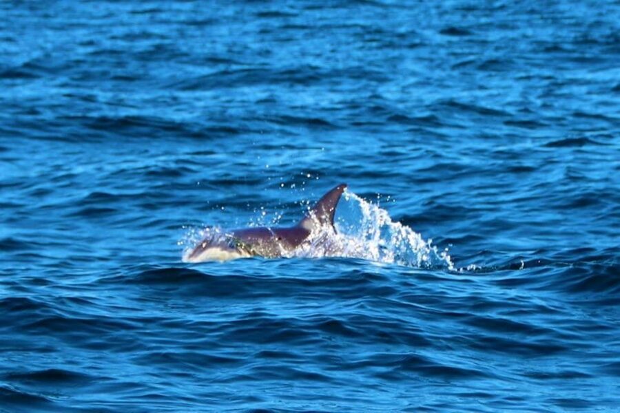 From Vilamoura: 2.5-Hour Benagil Cave and Dolphins Boat Tour - The guides make a practical difference
