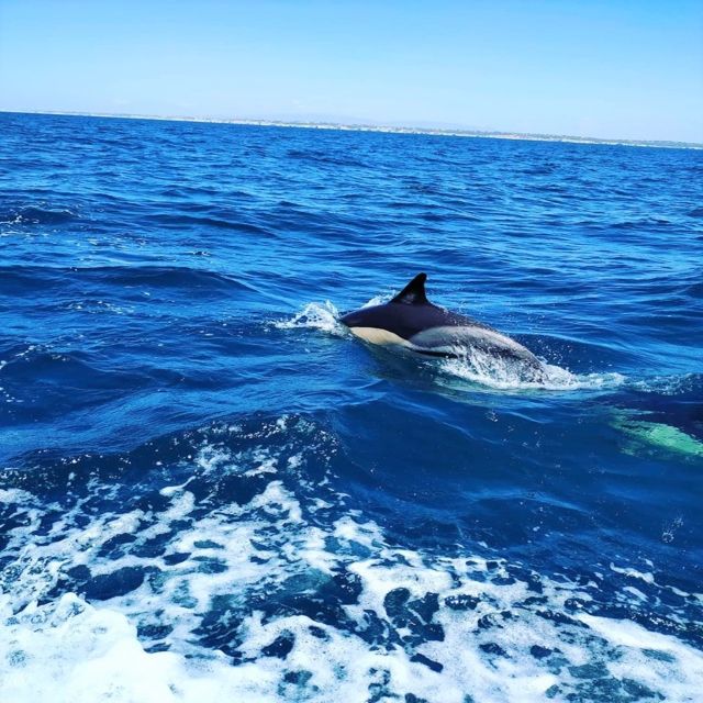 From Vilamoura: 2.5-Hour Benagil Cave and Dolphins Boat Tour - The coast between Vilamoura and Benagil