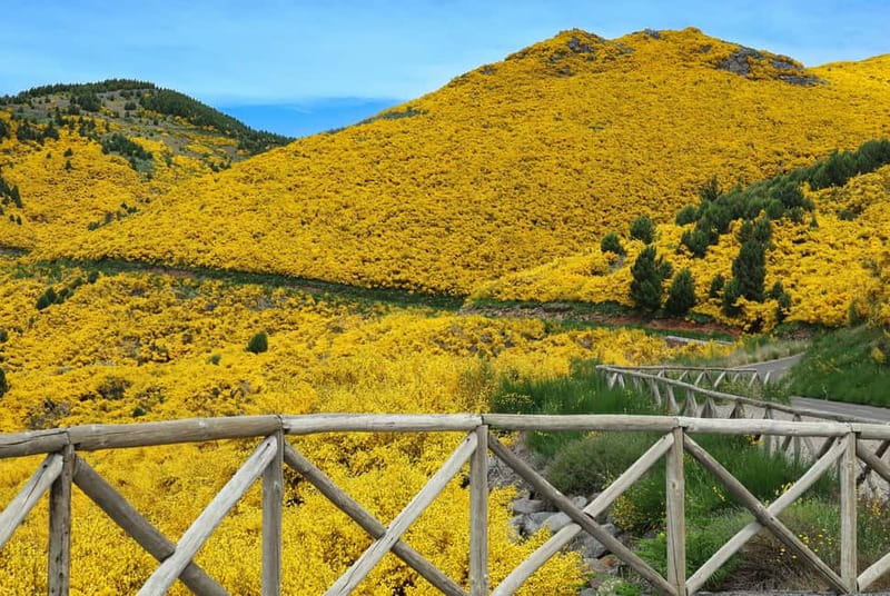 Funchal: 4x4 Jeep Trip to the East and Northeast of Madeira - Ribeiro Frio and the levada option