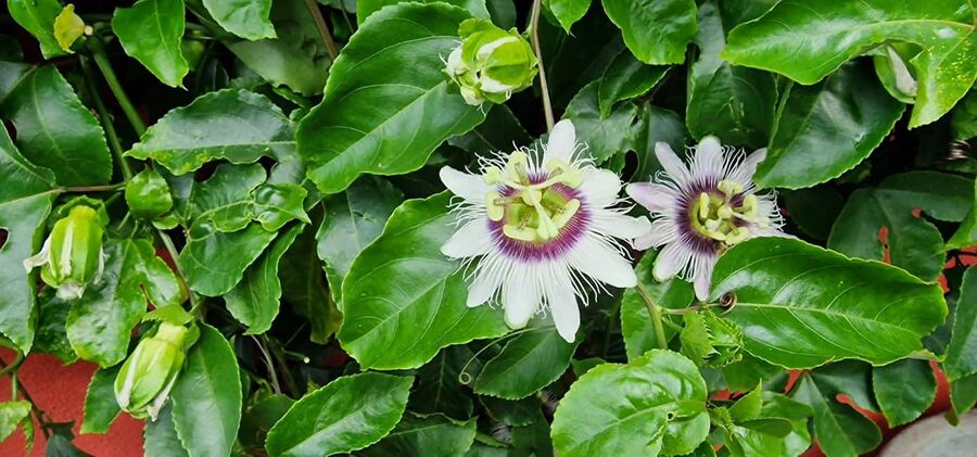 Funchal Agriculture Green Tour - The agriculture school and Madeira’s grafting methods
