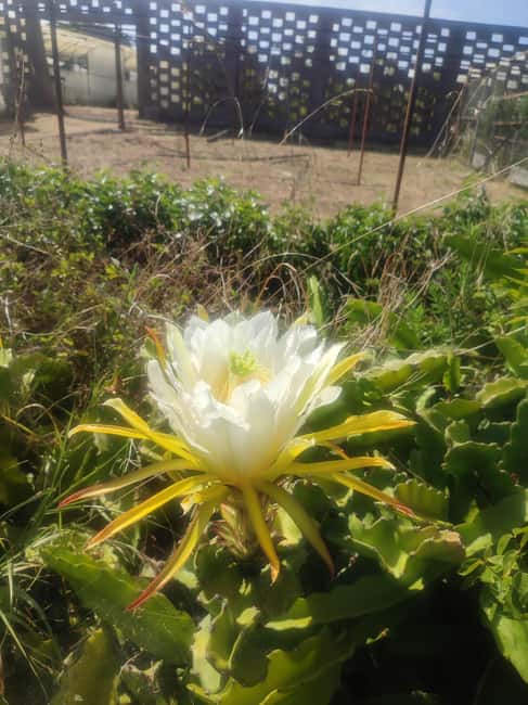 Funchal Agriculture Green Tour - A home-style lunch near Santana